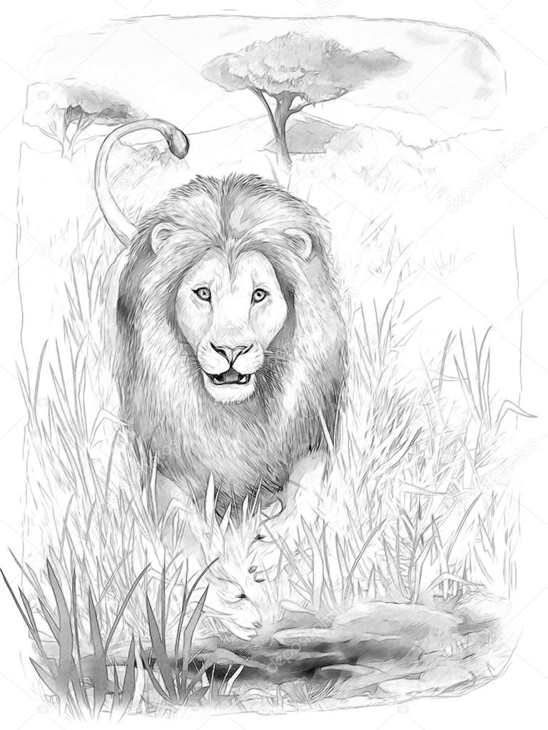 Safari - lion - coloring page - illustration for the children