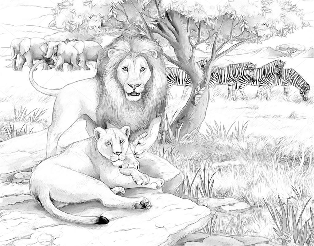 The safari - coloring page - illustration for the children