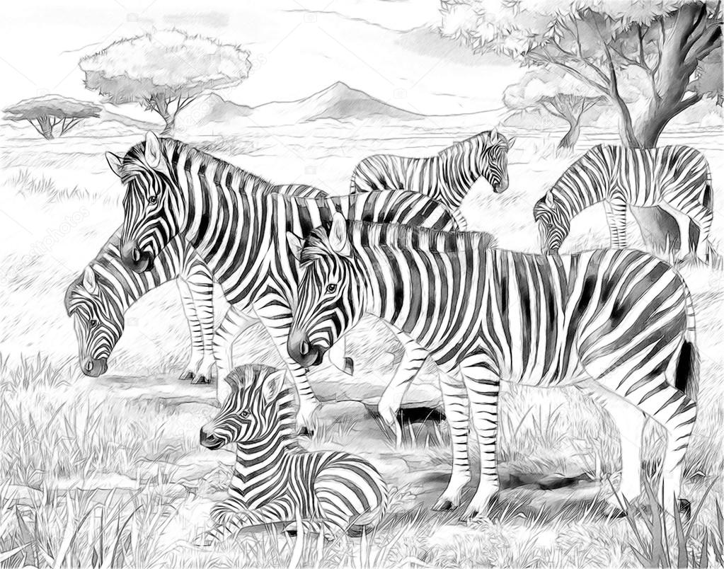 Safari - zebras - illustration for the children