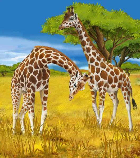 Safari - girafas - ilustração para as crianças — Fotografia de Stock