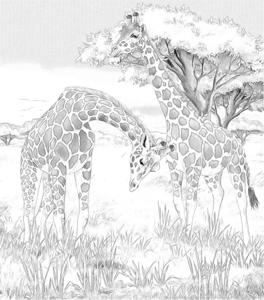 Safari - giraffes - coloring page - illustration for the children — Stock Photo, Image