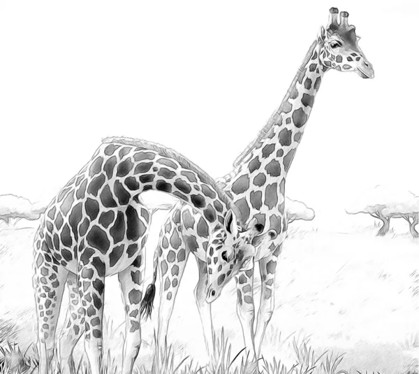 Safari - jirafas - página para colorear - ilustración para los niños — Foto de Stock