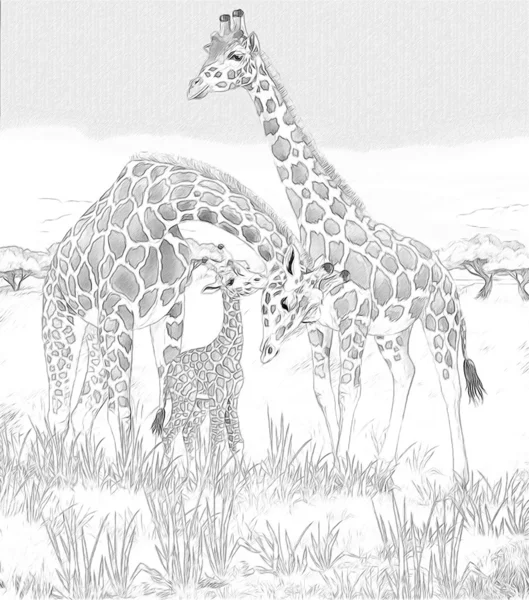 Safari - girafes - coloriage - illustration pour les enfants — Photo