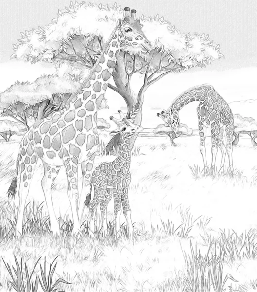 Safari - giraffes - coloring page - illustration for the children — Stock Photo, Image