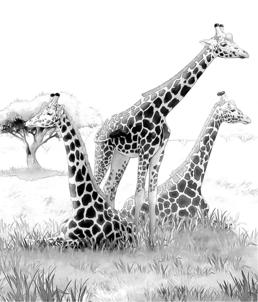 Safari - girafes - coloriage - illustration pour les enfants — Photo