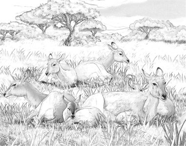 Safari - koba lychee