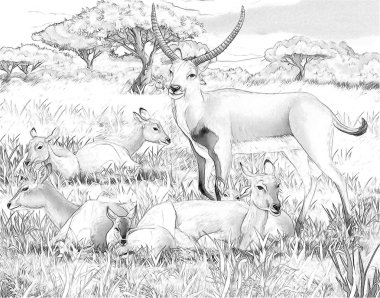 Safari - koba lychee