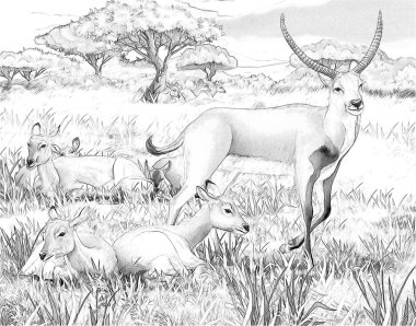 Safari - koba lychee