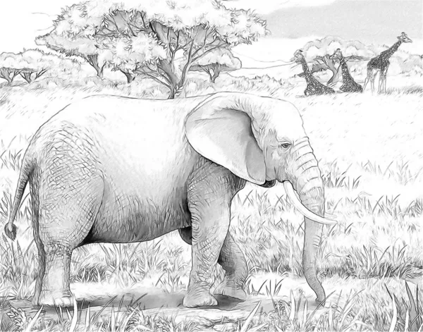 Safari - koba lichia — Fotografia de Stock