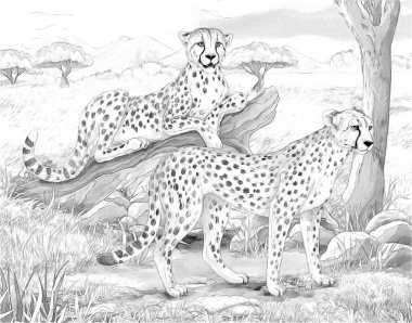 Safari.