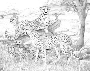 Safari.