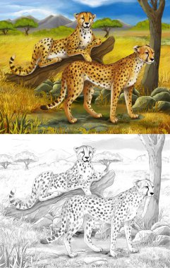 Safari.