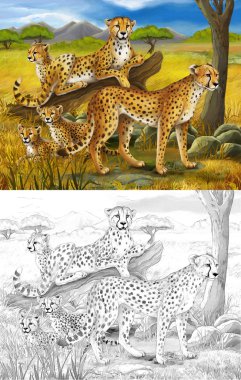 Safari.