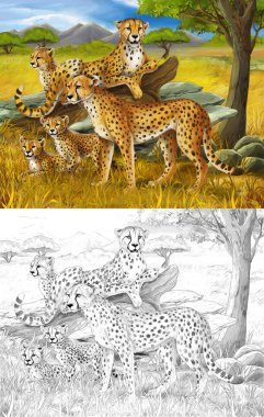 Safari.