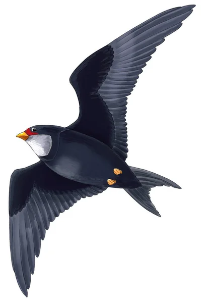 Cartoon Exotische Bunte Vogel Fliegen Isolierte Illustration Für Kinder — Stockfoto