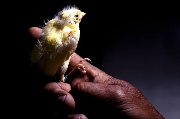 bir yandan oturan Alman roller