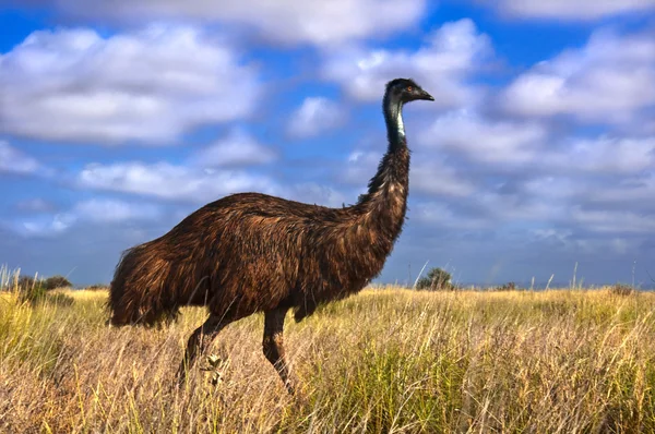 Australian Emu, Dromaius novaehollandiae dans l'Outback australien Images De Stock Libres De Droits