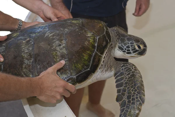Kaplumbağa Rehabilitasyon Merkezi