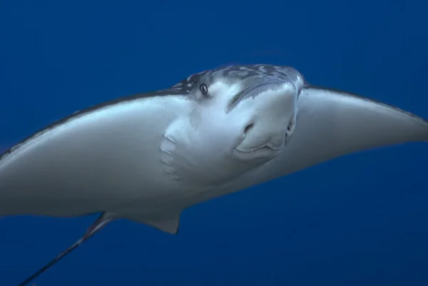 Beyaz benekli eagle ray