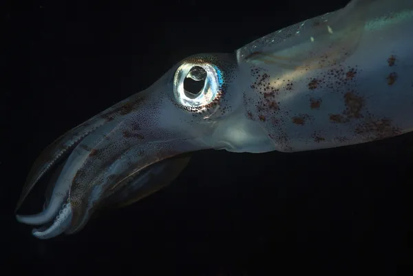 Bigfin útes chobotnice — Stock fotografie