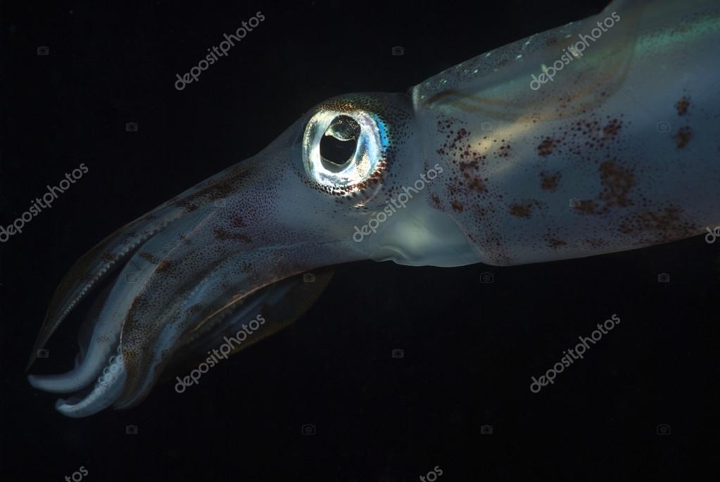 Bigfin Reef Squid — Stock Photo © steffenbinke #12229765