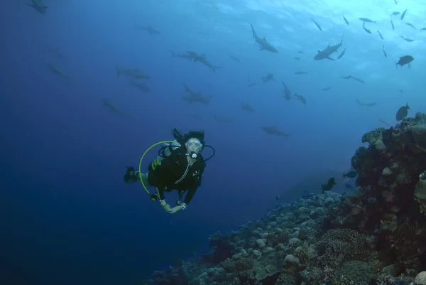 Buceador con tiburones — Foto de Stock