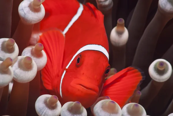 Clownfische oder Nemo, großes Barriereriff, Korallenmeer, Südpazifik, Königinland, Australien — Stockfoto