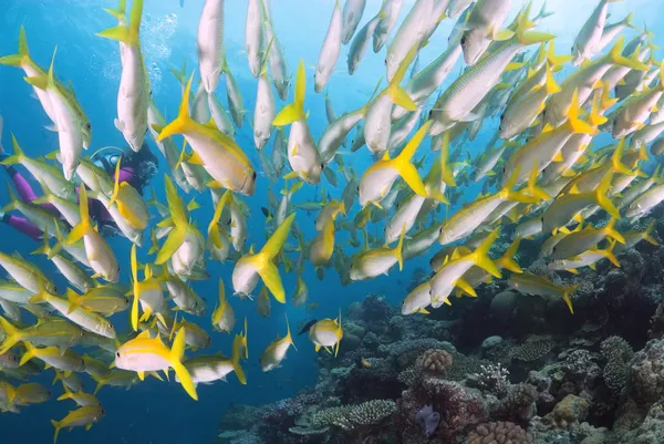 Reef Fish and Female Diver, Grande barriera corallina, Mar dei Coralli, Oceano Pacifico meridionale, Australia — Foto Stock