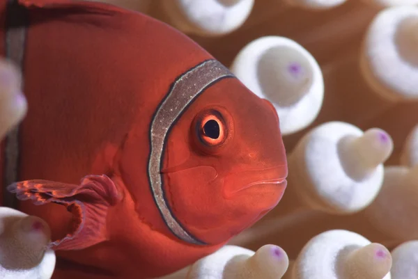 palyaço balığı veya nemo, great barrier reef, Mercan Denizi, Güney Pasifik Okyanusu, queensland, Avustralya