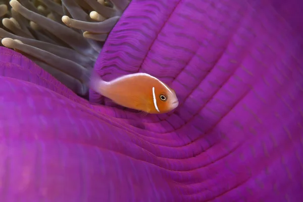 Rosafarbener Clownfisch oder Nemo — Stockfoto