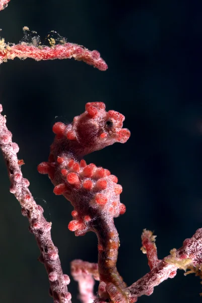 Karłowate koniki morskie (Hippocampus bargibanti) — Zdjęcie stockowe