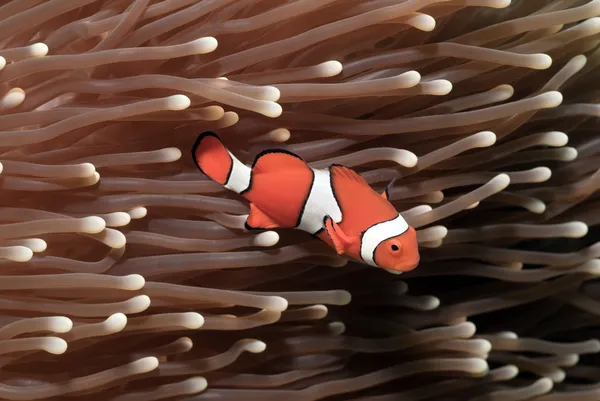sahte palyaço balığı amphiprion ocellaris bir anemone içinde