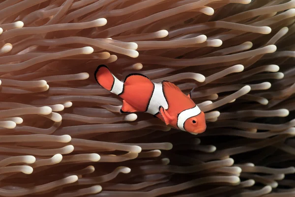 Ложная амфиприонная рыба-клоун в анемоне Стоковое Изображение