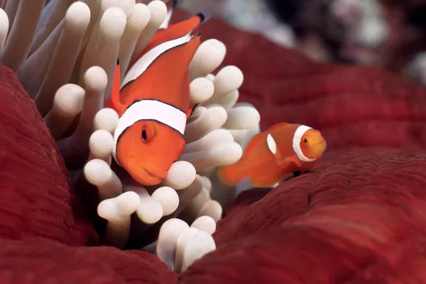 Faux clownfish ou Nemo (Amphiprion ocellaris ) Photo De Stock