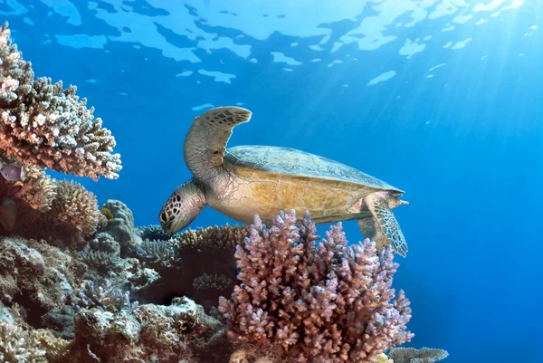 Zelená mořská želva chelonia mydas — Stock fotografie