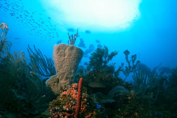 Vackra korallrev Stockbild