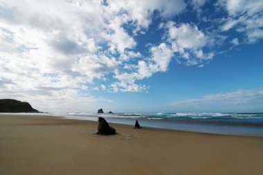 mühürler sahilde eğleniyor