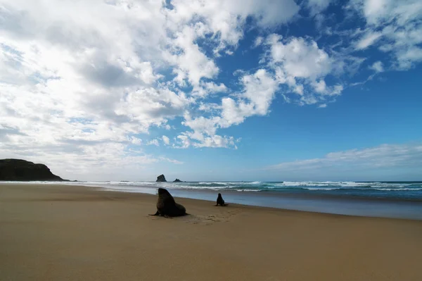 mühürler sahilde eğleniyor