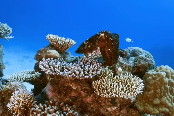 sepya mürekkep balığı latimanus