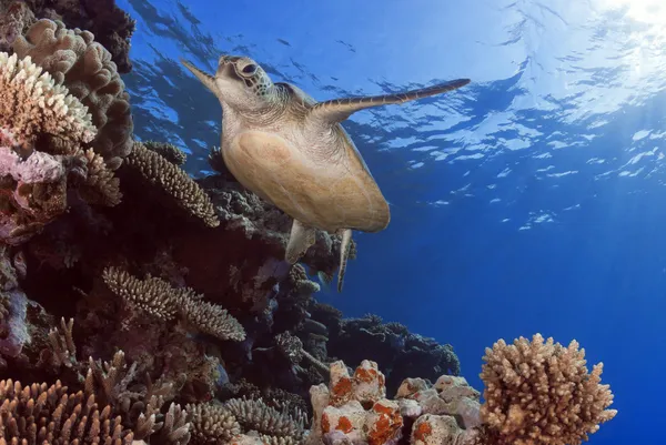 Groene zeeschildpad chelonia mydas, Groot Barrièrerif, coral sea, zuidelijke Grote Oceaan, queensland, Australië Stockfoto