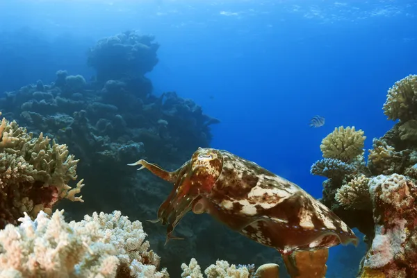 Sepya mürekkep balığı latimanus, queensland, Avustralya, büyük barr resif nationalpark, Mercan Denizi, Güney Pasifik Okyanusu - Stok İmaj