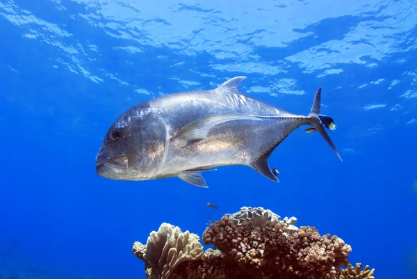 Dev trevally, great barrier reef doğum caranx ignobilis