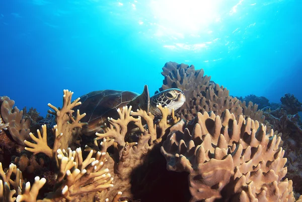 Büyük Set Resifi Avustralya istirahat yeşil deniz kaplumbağası