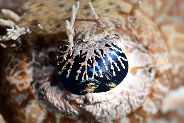 Timsah balığının gözü