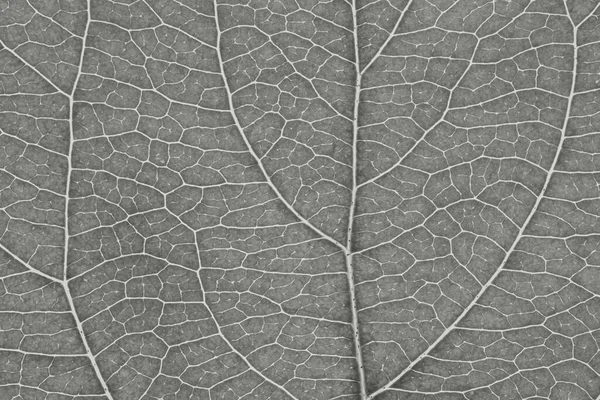 Leaf Fruit Tree Close Gray Mosaic Pattern Veins Plant Cells — Stock Photo, Image