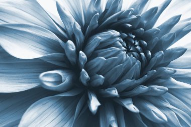 Dahlia çiçeği. Çiçek yaprakları yakın plan. Bitki temalı koyu mavi renkli çiçek çizimi. Makro