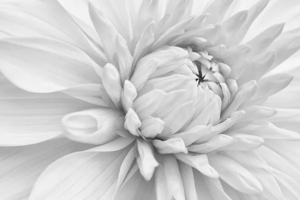 Dahlia Blommar Blomblad Närbild Lätt Vegetal Bakgrund Blek Svart Och — Stockfoto