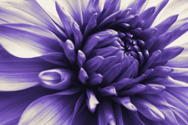Dahlia çiçeği. Çiçek yaprakları yakın plan. Bitki temalı koyu mor çiçekli etkileyici bir illüstrasyon. Makro
