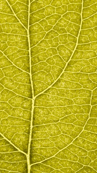 Folha Árvore Fruto Perto Padrão Mosaico Amarelo Vívido Veias Células — Fotografia de Stock