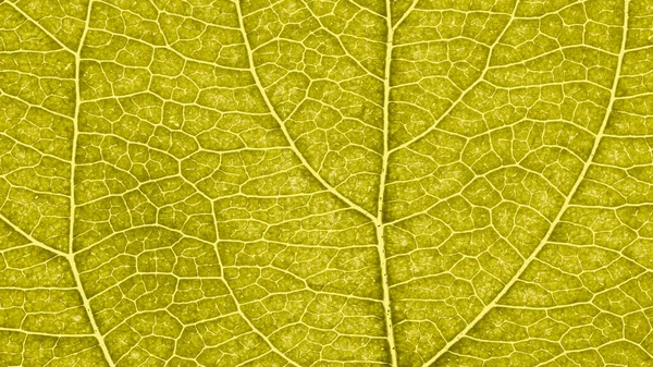 果実の木の葉を閉じます 静脈と植物細胞の鮮やかな黄色のモザイクパターン 要約着色された背景や壁紙 マクロ — ストック写真